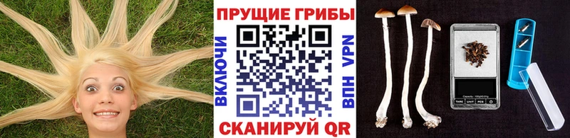 kraken вход  маркетплейс формула  Омск  Галлюциногенные грибы GOLDEN TEACHER  что такое  